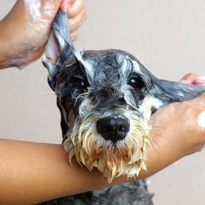 dog pampering near me